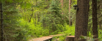 A path in the woods